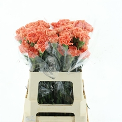 Dianthus Single Orange Magic 55cm