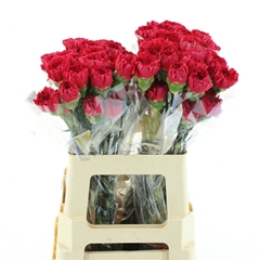 Dianthus Single Bizet 55cm