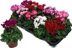 Cyclamen Super Serie Compact 10Ø 25cm