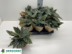 Begonia Foliage Maculata Spotlight Green 12Ø 30cm