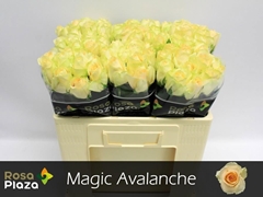 Rosa Magic Avalanche+ 50cm