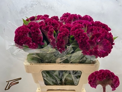 Celosia Red King 56cm