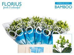 Hypericum Coco Bamboo 60cm