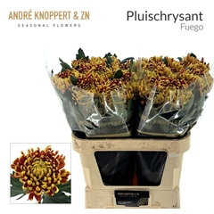 Chrysanth Single Fuego 80cm 140gr.