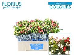 Hypericum Coco Colours Mix 50cm