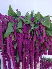 Amaranthus Caudatus Rosary 80cm