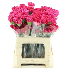 Dianthus Single Bach 55cm