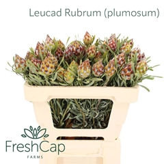 Leucadendron Rubrum 50cm