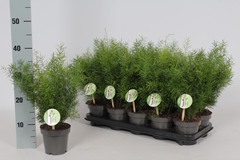 Asparagus Densiflorus Sprengeri 12Ø 35cm