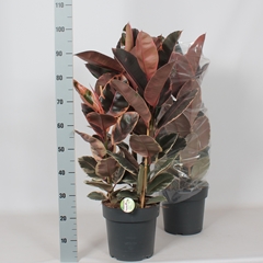 Ficus Belize 27Ø 105cm