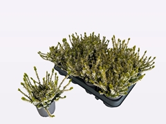 Calluna WiBo's Gelb 9Ø 30cm