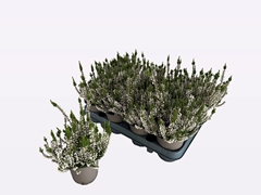 Calluna WiBo's Weiss 9Ø 30cm