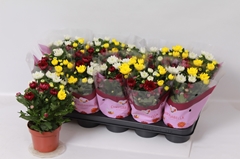 Chrysanth Mix 12Ø 26cm