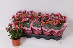Chrysanth Artistic Jeff Mix 12Ø 25cm