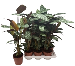 Ctenanthe Compactsta 17Ø 80cm