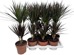 Dracaena Magenta 17Ø 70cm