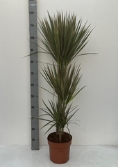Dracaena Bicolor 21Ø 115cm