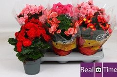 Begonia Double Mix 14Ø 35cm