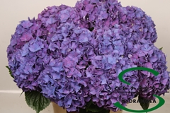 Hydrangea Rodeo Purple 75cm 14-16cm Hd