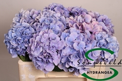 Hydrangea Marsepein Blue 50cm 12-14cm Hd