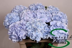 Hydrangea Verena Blue 75cm 14-16cm Hd