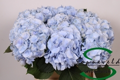 Hydrangea Verena Blue 90cm 16-18cm Hd