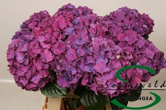 Hydrangea Rodeo Purple 60cm 8-10cm Hd