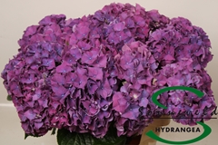 Hydrangea Rodeo Purple 60cm 13-15cm Hd