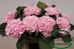 Hydrangea Lolly Pop Pink 60cm 10-12cm Hd