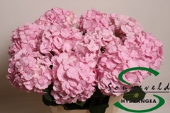 Hydrangea Pinky 60cm 13-15cm Hd