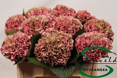 Hydrangea Glowing Alps Classic 50cm 12-14cm Hd