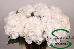 Hydrangea Royal Princess 60cm 13-15cm Hd