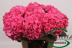 Hydrangea Rodeo Red 80cm 18-20cm Hd
