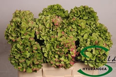 Hydrangea Verena Classic 50cm 12-14cm Hd