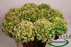 Hydrangea Verena Classic 75cm 15-17cm Hd