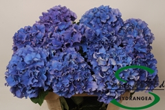 Hydrangea Royal Parade 60cm 13-15cm Hd
