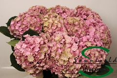 Hydrangea Beautensia Luxor Classic 50cm 14-16cm Hd