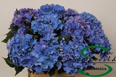 Hydrangea Royal Parade 60cm 8-10cm Hd