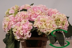 Hydrangea Verena Classic 60cm 9-11cm Hd