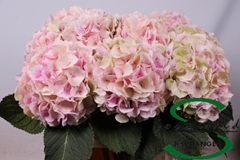 Hydrangea Verena Classic 80cm 15-17cm Hd