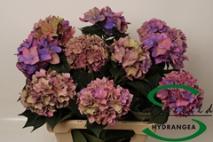 Hydrangea Rodeo Purple 60cm 11-13cm Hd