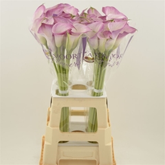 Zantedeschia Denver 70cm