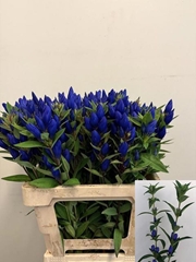 Gentiana Just Blue 60cm