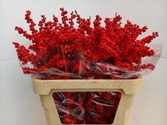 Ilex Verticillata 80cm