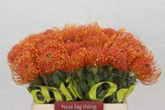 Leucospermum Gold Dust 40cm