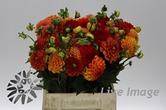 Dahlia Mix 40cm