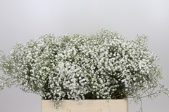 Gypsophila Paniculata Xlence 60cm 15gr.