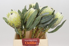Protea Magnifica Polar Princess 40cm