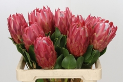 Protea Cynaroides Red Rex 60cm