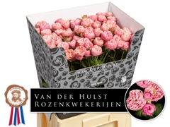 Rosa Spray Blush Charm 70cm 5+
